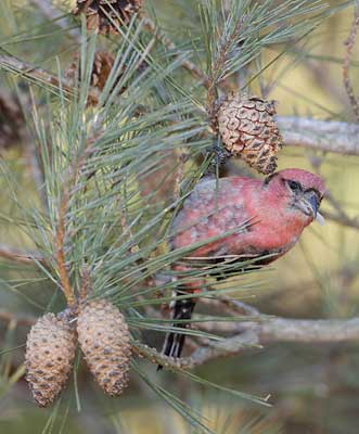 White-winged Crossbill (Loxia leucoptera) photo