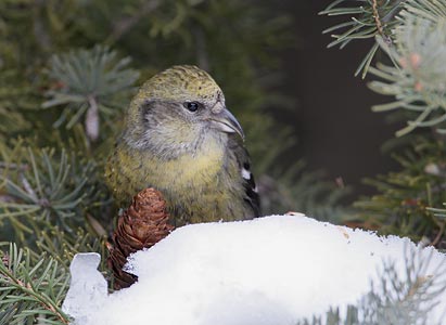 White-winged Crossbill (Loxia leucoptera) photo