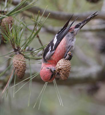 White-winged Crossbill (Loxia leucoptera) photo