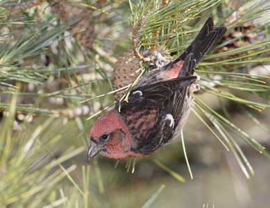 White-winged Crossbill (Loxia leucoptera) photo
