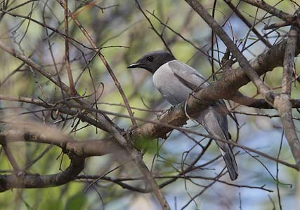 Madagascar Cuckoo-Shrike (Coracina cinerea) photo
