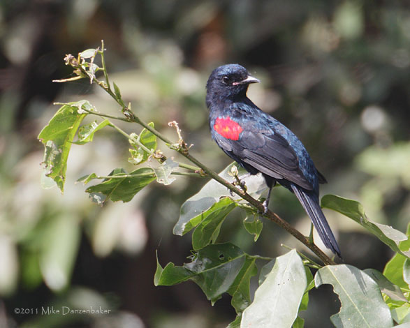 Red-shouldered Cuckooshrike (Campephaga phoenicea) photo
