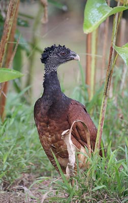 Great Curassow (Craz rubra) photo