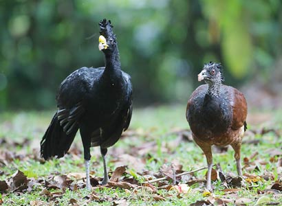 Great Curassow (Craz rubra) photo
