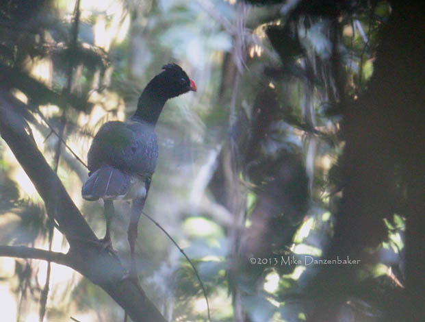 Salvin's Curassow (Mitu salvini) photo