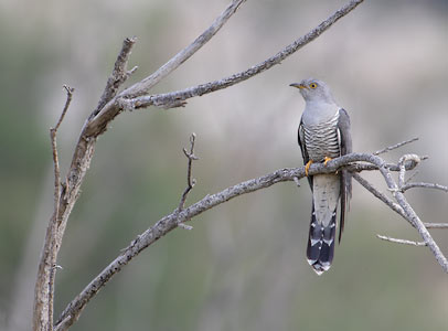 Common Cuckoo (Cuculus canorus) photo