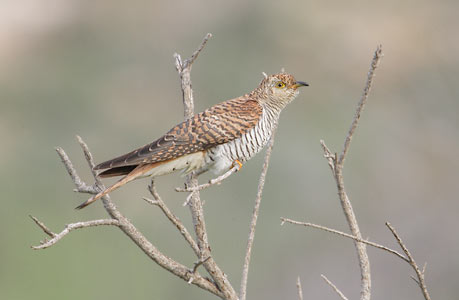 Common Cuckoo (Cuculus canorus) photo