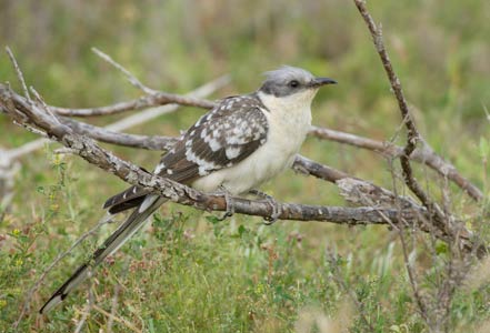 Great Spotted Cuckoo (Clamator glandarius) photo