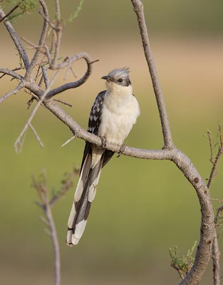 Great Spotted Cuckoo (Clamator glandarius) photo