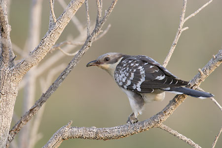 Great Spotted Cuckoo (Clamator glandarius) photo