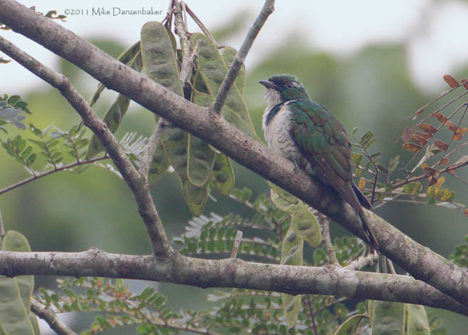 Klaas's Cuckoo (Chrysococcyx klaas) photo
