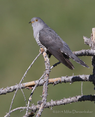 Oriental Cuckoo (Cuculus optatus) photo