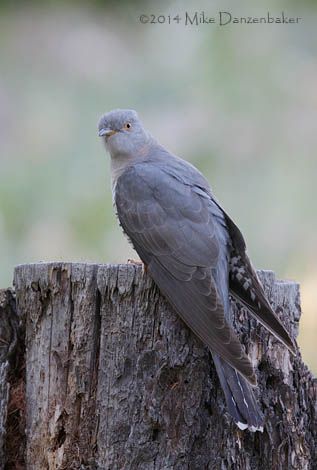 Unidentified Cuckoo (Cuclus incertus) photo