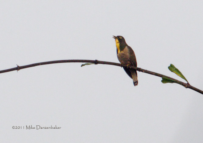 Yellow-throated Cuckoo (Chrysococcyx flavigularis) photo
