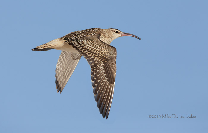 Bristle-thighed Curlew (Numenius tahitiensis) photo