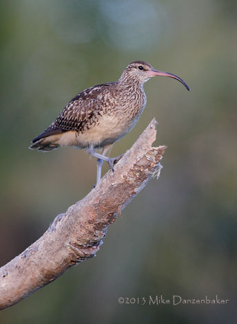 Bristle-thighed Curlew (Numenius tahitiensis) photo