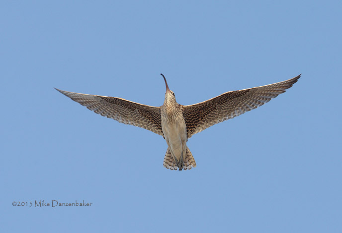 Bristle-thighed Curlew (Numenius tahitiensis) photo