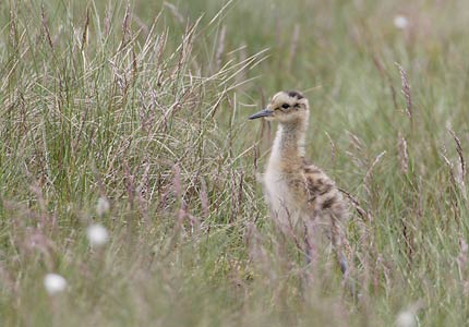 Eurasian Curlew (Numenius arquata) photo