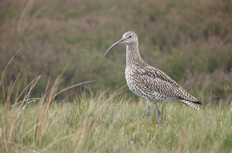 Eurasian Curlew (Numenius arquata) photo