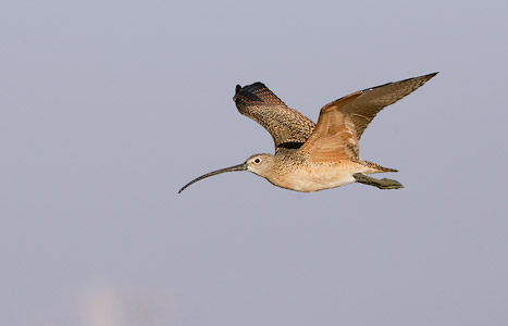 Long-billed Curlew (Numenius americanus) photo