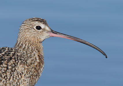 Long-billed Curlew (Numenius americanus) photo