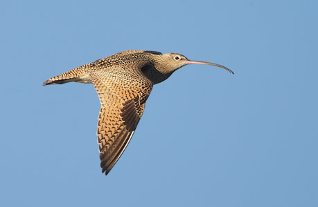 Long-billed Curlew (Numenius americanus) photo