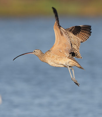 Long-billed Curlew (Numenius americanus) photo
