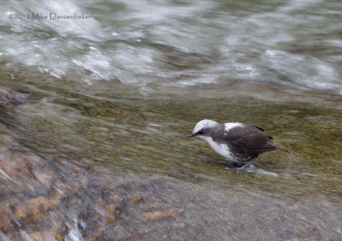 White-capped Dipper (Cinclus leucocephalus) photo