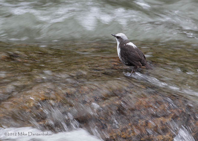 White-capped Dipper (Cinclus leucocephalus) photo