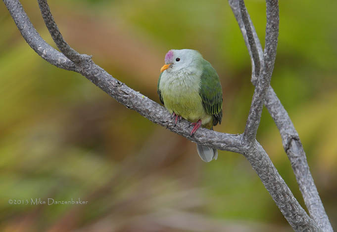 Atoll Fruit Dove (Ptilinopus coralensis) photo