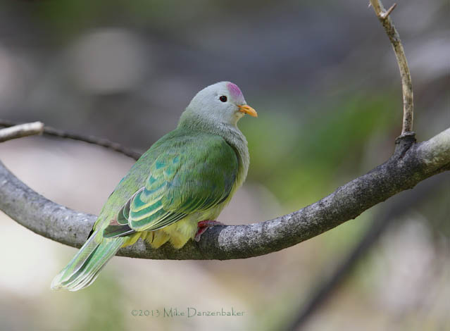 Atoll Fruit Dove (Ptilinopus coralensis) photo