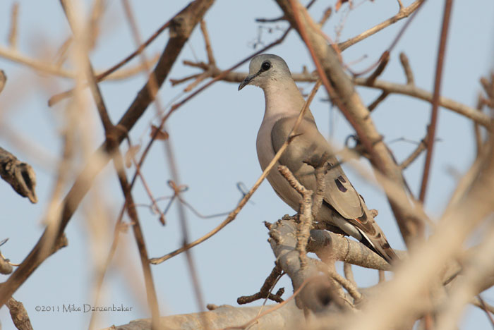 Black-billed Wood Dove (Turtur abyssinicus) photo