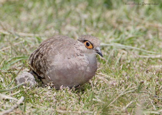 Bare-faced Ground-Dove (Columbina ceciliae) photo