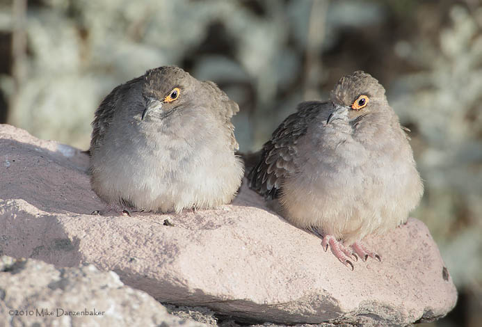 Bare-faced Ground-Dove (Columbina ceciliae) photo