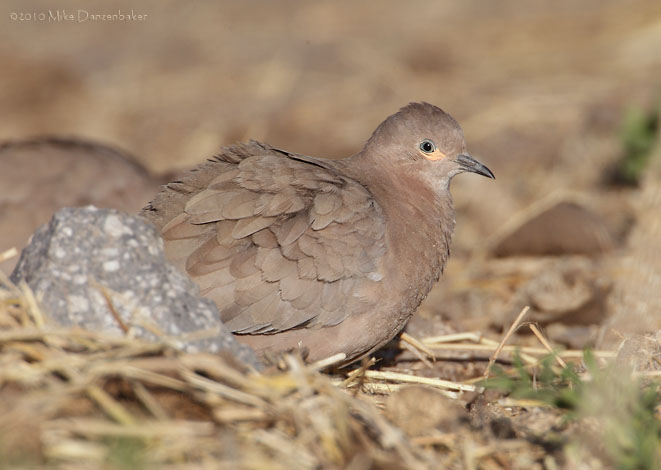 Black-winged Ground-Dove (Metriopelia melanoptera) photo
