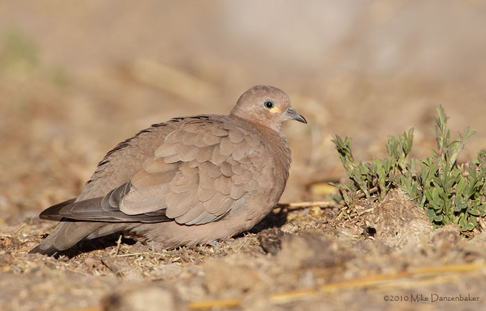Black-winged Ground-Dove (Metriopelia melanoptera) photo