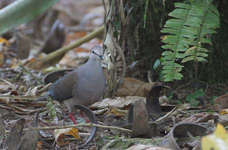 Gray-chested Dove (Leptotila cassinii) photo