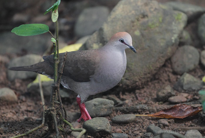 Gray-chested Dove (Leptotila cassinii) photo
