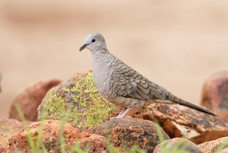 Inca Dove (Columbina inca) photo