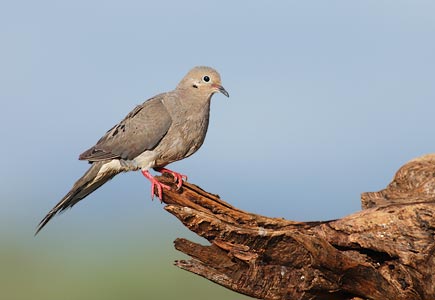 Mourning Dove (Zenaida macroura) photo