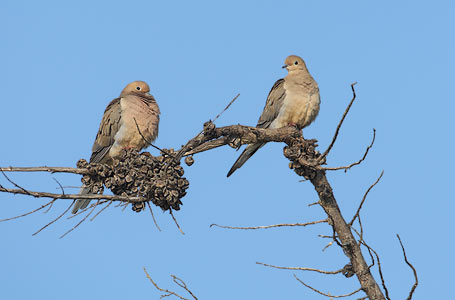 Mourning Dove (Zenaida macroura) photo