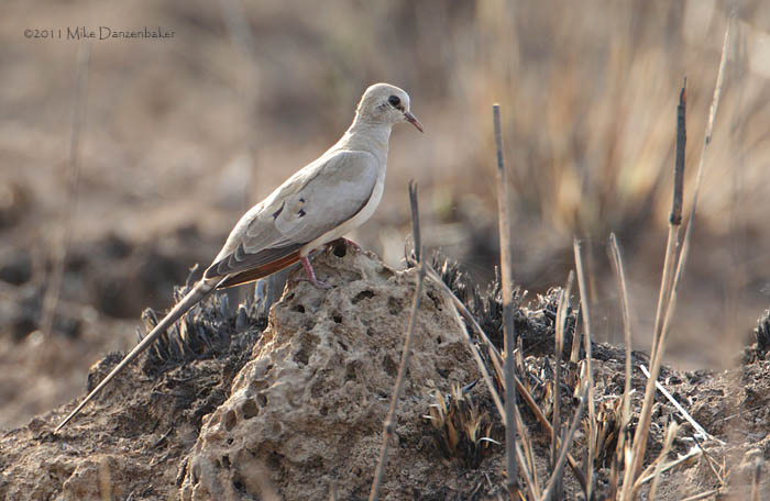 Namaqua Dove (Oena capensis) photo
