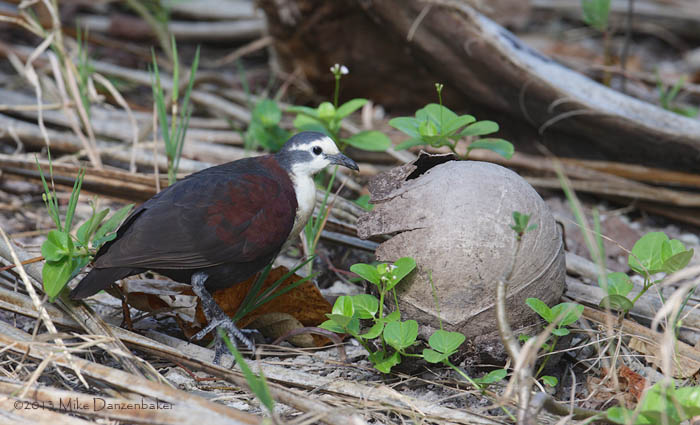 Polynesian Ground Dove (Gallicolumba erythroptera) photo