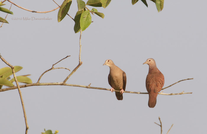 Ruddy Ground-Dove (Columbina talpacoti) photo