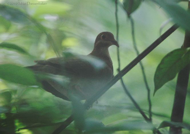 Ruddy Quail-Dove (Geotrygon montana) photo