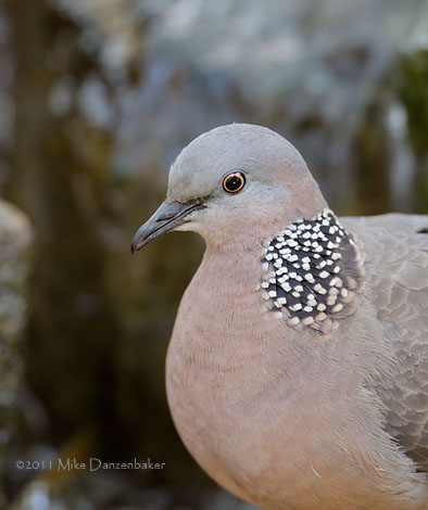 Spotted Dove (Spilopelia chinensis) photo