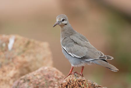 White-winged Dove (Zenaida asiatica) photo