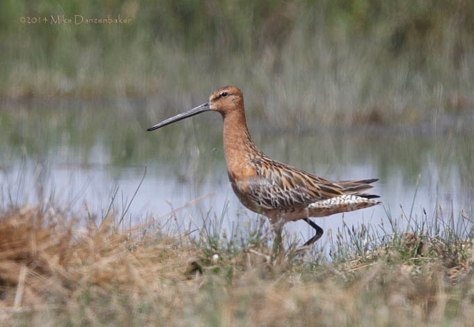 Asian Dowitcher (Limnodromus semipalmatus) photo