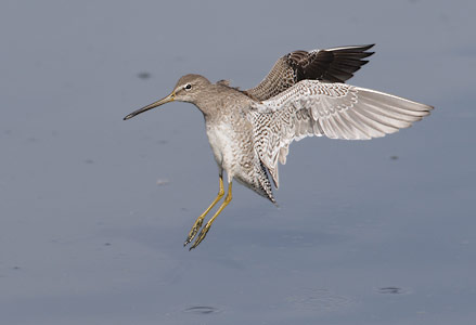 Long-billed Dowitcher (Limnodromus scolopaceus) photo