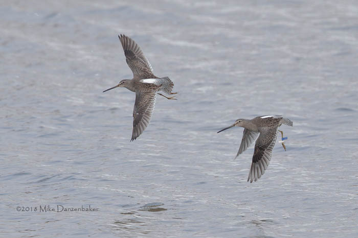 Long-billed Dowitcher (Limnodromus scolopaceus) photo